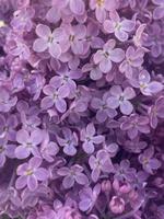 Flowers Kato